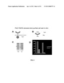 CONTROL OF SPORE GERMINATION diagram and image