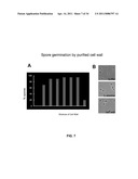 CONTROL OF SPORE GERMINATION diagram and image