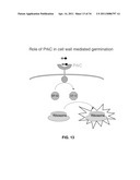 CONTROL OF SPORE GERMINATION diagram and image