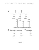 CONTROL OF SPORE GERMINATION diagram and image