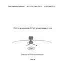 CONTROL OF SPORE GERMINATION diagram and image