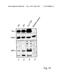 PHARMACEUTICAL COMPOSITIONS AND METHODS FOR THE TREATMENT OF CANCER diagram and image