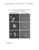 Esters of 5-aminolevulinic acid as photosensitizing agents in photochemotherapy diagram and image