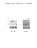 Site-Specific Inhibitors of Histone Methyltransferase (HMTASE) and Process of Preparation Thereof diagram and image