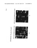 SPIN-POLARIZED ELECTRON SOURCE diagram and image