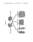 Biomarker for identification of melanoma tumor cells diagram and image