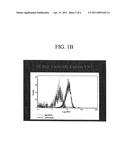 Human brain endothelial cells and growth medium and method for expansion of primitive CD34+CD38- bone marrow stem cells diagram and image