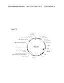 MEGANUCLEASE VARIANTS CLEAVING A DNA TARGET SEQUENCE FROM THE HUMAN INTERLEUKIN-2 RECEPTOR GAMMA CHAIN GENE AND USES THEREOF diagram and image