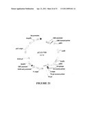 MEGANUCLEASE VARIANTS CLEAVING A DNA TARGET SEQUENCE FROM THE HUMAN INTERLEUKIN-2 RECEPTOR GAMMA CHAIN GENE AND USES THEREOF diagram and image