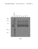 BINDING DOMAIN-IMMUNOGLOBULIN FUSION PROTEINS diagram and image