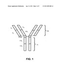 Antigen-Binding Proteins Targeting S. Aureus Orf0657n diagram and image