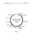 SCHISTOSOMIASIS VACCINE COMPOSITIONS AND METHODS OF USE diagram and image