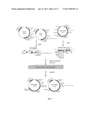 SCHISTOSOMIASIS VACCINE COMPOSITIONS AND METHODS OF USE diagram and image