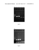 SCHISTOSOMIASIS VACCINE COMPOSITIONS AND METHODS OF USE diagram and image