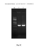 SCHISTOSOMIASIS VACCINE COMPOSITIONS AND METHODS OF USE diagram and image