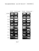 SCHISTOSOMIASIS VACCINE COMPOSITIONS AND METHODS OF USE diagram and image