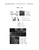 METHOD FOR CULTURE OF STEM CELL diagram and image