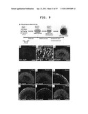 METHOD FOR CULTURE OF STEM CELL diagram and image