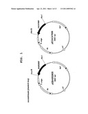 PROCESS FOR PRODUCTION OF CIS-4-HYDROXY-L-PROLINE diagram and image