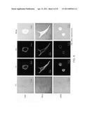 COMPOSITION FOR TREATING VIRUS INFECTION DISEASE COMPRISING JAB1 diagram and image