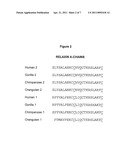 Chimeric Relaxin Polypeptides Comprising an A and B Chain Derived From Different Relaxin Family Peptides diagram and image