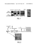 SCREENING MOLECULES WITH ANTI-PRION ACTIVITY: KITS, METHODS AND SCREENED MOLECULES diagram and image