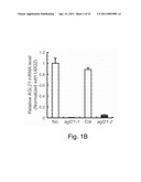 TRANSCRIPTION FACTOR FOR PROMOTING LATERAL ROOT GROWTH UNDER NITROGEN-LIMITING CONDITIONS diagram and image