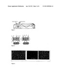 Luminescence Concentrators and Luminescence Dispersers on the Basis of Oriented Dye Zeolite Antennas diagram and image