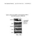 AMIGO-2-INHIBITORS FOR TREATING, DIAGNOSING OR DETECTING CANCER diagram and image