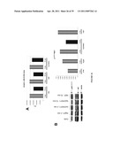 NOVEL ANTI-cMET ANTIBODY diagram and image