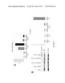 NOVEL ANTI-cMET ANTIBODY diagram and image