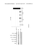 NOVEL ANTI-cMET ANTIBODY diagram and image