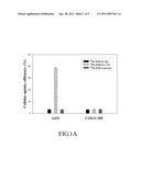 KIT FORMULATION FOR THE PREPARATION OF IMMUNOLIPOSOME DRUG IN COMBINED BIMODALITY RADIOCHEMOTHERAPY diagram and image