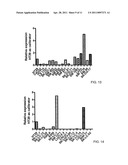 Colon Cancer Associated Transcript 1 (CCAT1) As A Cancer Marker diagram and image