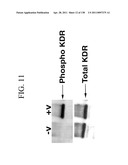 KDR AND VEGF/KDR BINDING PEPTIDES AND THEIR USE IN DIAGNOSIS AND THERAPY diagram and image