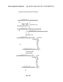 KDR AND VEGF/KDR BINDING PEPTIDES AND THEIR USE IN DIAGNOSIS AND THERAPY diagram and image