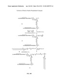 KDR AND VEGF/KDR BINDING PEPTIDES AND THEIR USE IN DIAGNOSIS AND THERAPY diagram and image