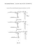 KDR AND VEGF/KDR BINDING PEPTIDES AND THEIR USE IN DIAGNOSIS AND THERAPY diagram and image