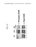 KDR AND VEGF/KDR BINDING PEPTIDES AND THEIR USE IN DIAGNOSIS AND THERAPY diagram and image