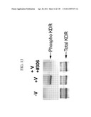 KDR AND VEGF/KDR BINDING PEPTIDES AND THEIR USE IN DIAGNOSIS AND THERAPY diagram and image