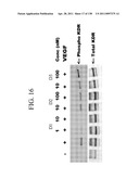 KDR AND VEGF/KDR BINDING PEPTIDES AND THEIR USE IN DIAGNOSIS AND THERAPY diagram and image