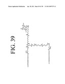 KDR AND VEGF/KDR BINDING PEPTIDES AND THEIR USE IN DIAGNOSIS AND THERAPY diagram and image