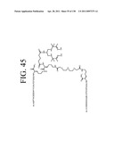 KDR AND VEGF/KDR BINDING PEPTIDES AND THEIR USE IN DIAGNOSIS AND THERAPY diagram and image