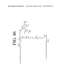 KDR AND VEGF/KDR BINDING PEPTIDES AND THEIR USE IN DIAGNOSIS AND THERAPY diagram and image