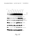 MULTIMERIC TIE 2 AGONISTS AND USES THEREOF IN STIMULATING ANGIOGENESIS diagram and image