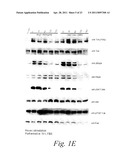 MULTIMERIC TIE 2 AGONISTS AND USES THEREOF IN STIMULATING ANGIOGENESIS diagram and image