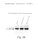 MULTIMERIC TIE 2 AGONISTS AND USES THEREOF IN STIMULATING ANGIOGENESIS diagram and image