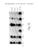 MULTIMERIC TIE 2 AGONISTS AND USES THEREOF IN STIMULATING ANGIOGENESIS diagram and image