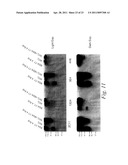 MULTIMERIC TIE 2 AGONISTS AND USES THEREOF IN STIMULATING ANGIOGENESIS diagram and image