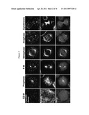 METHODS AND COMPOSITIONS FOR INCREASING THE ACTIVITY OF INHIBITORY RNA diagram and image